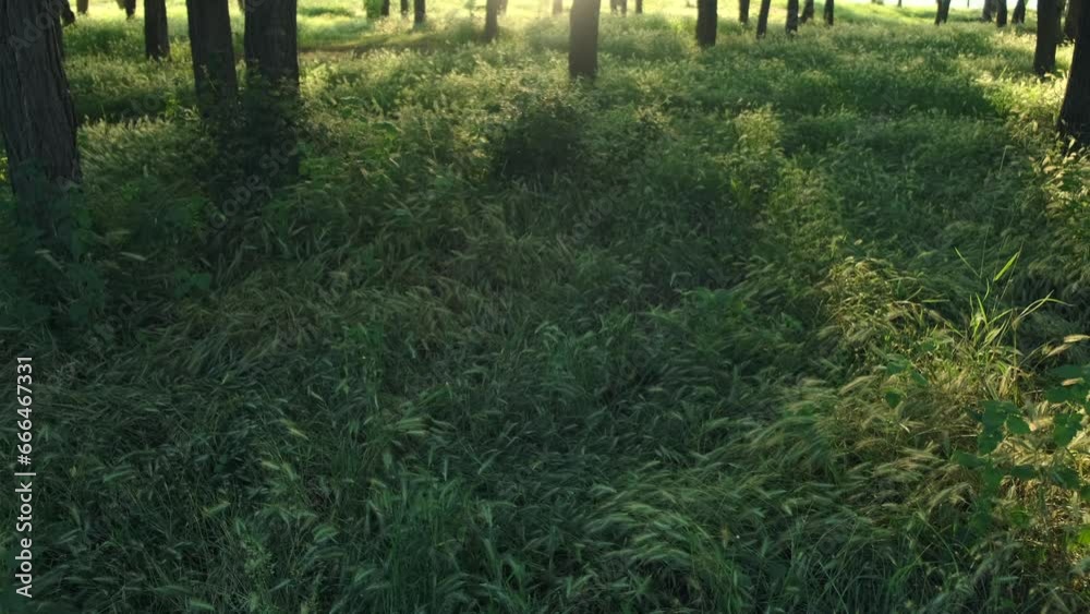 Sun breaks through the trees. Green meadow with grass and ears of corn swaying in the wind at sunrise. Cinematic idyllic scene of nature landscape