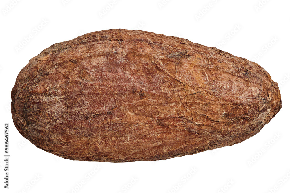 cocoa bean isolated close up macro cocoa bean isolated close up macro