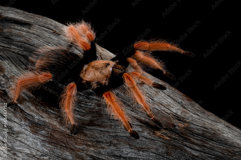 Brachypelma boehmei also known as the Mexican Fireleg, or the Mexican