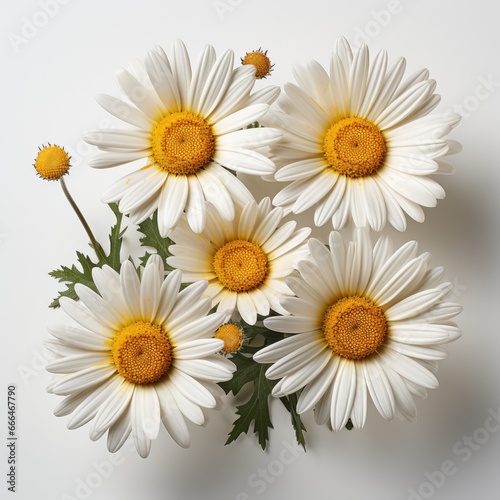 Realistic Chamomile Flowers Set  Hd   On White Background 
