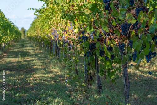 Fototapeta Naklejka Na Ścianę i Meble -  Cavernet Sauvignon grapes in the vineyard on a sunny day.