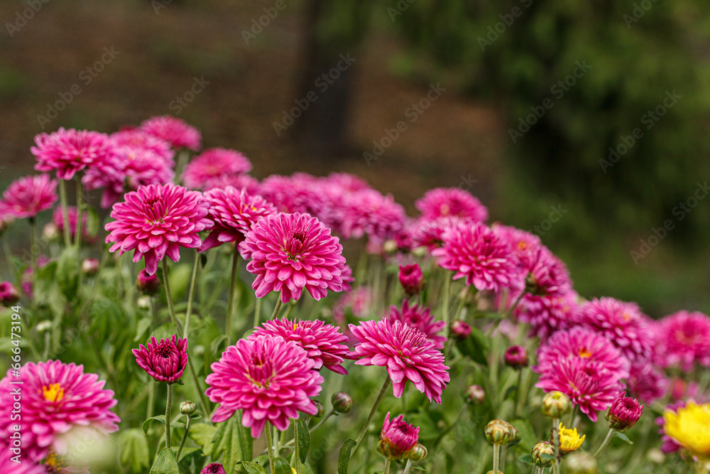Beautiful chrysanthemum bushes yellow, red, white, pink, red colors Beautiful chrysanthemum bushes yellow, red, white, pink, red colors