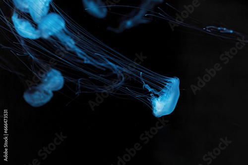 underwater photography of beautiful malaysian sea jellyfish chrysaora chinensis close up