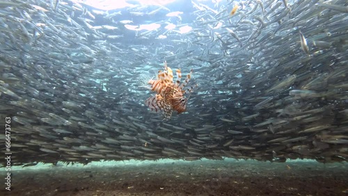 Red Lionfish hunts while swimming inside huge school of Hardyhead Silverside fish in shallow water, slow motion, bottom view photo