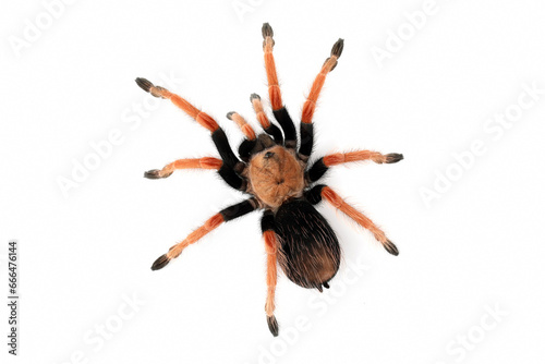 Brachypelma boehmei also known as the Mexican Fireleg, or the Mexican Rustleg Tarantula is a tarantula native to Mexico.