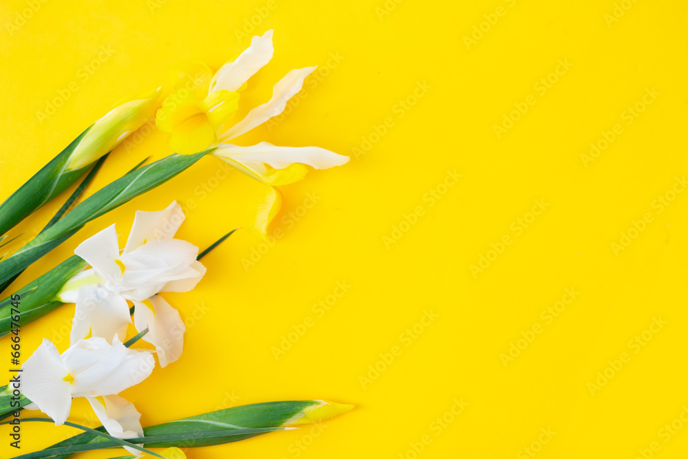 Obraz premium Irises flowers on bright yellow spring background, 8 march day festive background with copy space