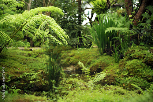 Group of trees grow in the tropical garden with moss on the rocks