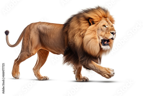 Running lion on white background