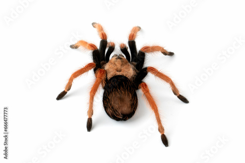 Brachypelma boehmei also known as the Mexican Fireleg, or the Mexican Rustleg Tarantula is a tarantula native to Mexico.