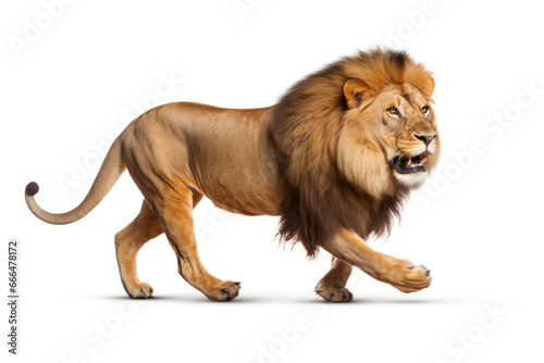 Running lion on white background