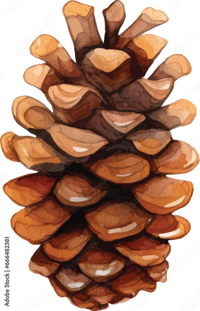 Childishly drawn cute watercolor Christmas pine cones on white background Childishly drawn cute watercolor Christmas pine cones on white background