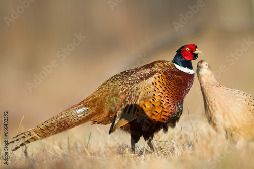 Bird Common pheasant Phasianus colchius Ring-necked pheasant in natural habitat photo