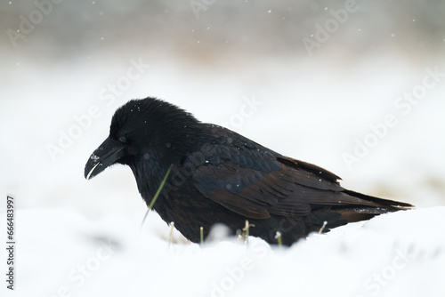 Bird Common Raven Corvus corax, dark style big black scary bird