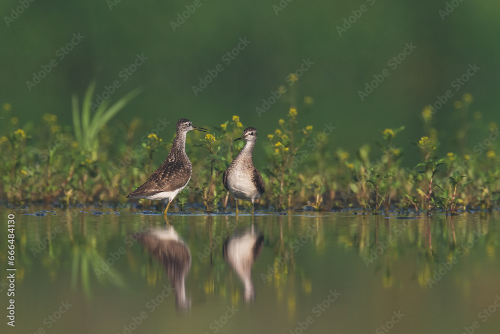 Shorebirds - Wood Sandpiper Tringa glareola, wildlife Poland Europe Shorebirds - Wood Sandpiper Tringa glareola, wildlife Poland Europe