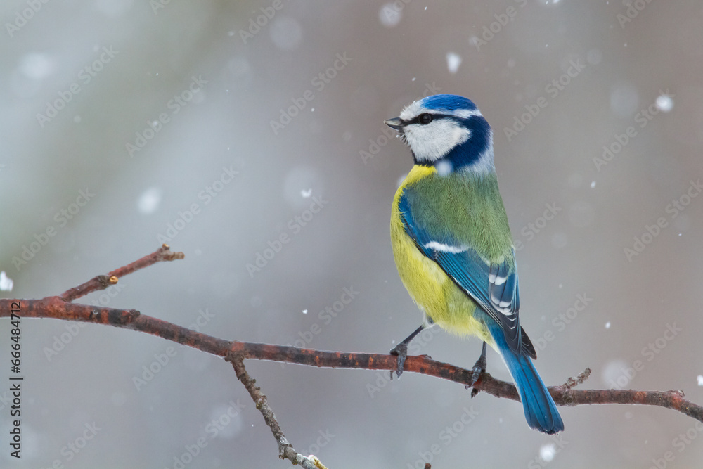 Naklejka premium Bird - Blue Tit Cyanistes caeruleus perched on tree