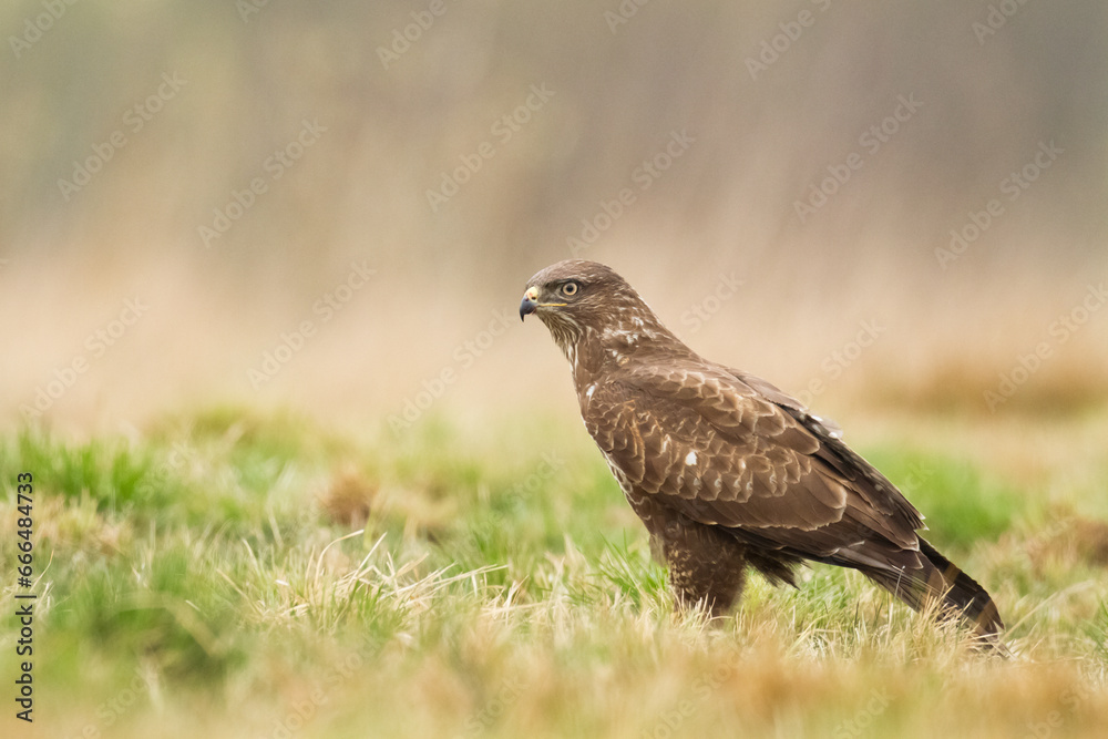 landing Common buzzard Buteo buteo in the fields in winter snow, buzzards in natural habitat, hawk bird on the ground, predatory bird close up winter bird landing Common buzzard Buteo buteo in the fields in winter snow, buzzards in natural habitat, hawk bird on the ground, predatory bird close up winter bird