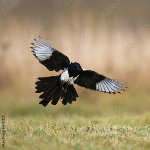 The Eurasian Magpie or Common Magpie or Pica pica on the branch with colorful background, winter time © Marcin Perkowski