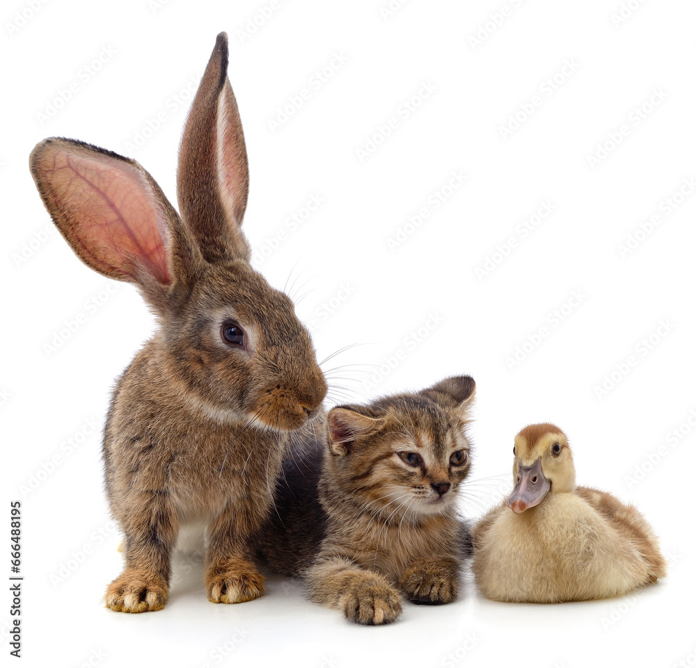 Rabbit with a kitten and a duckling.