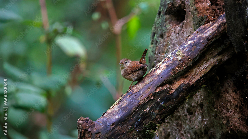 Wren on a log in the woods