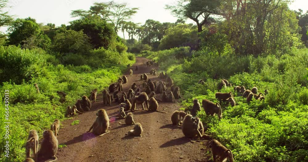 A large group of African baboon monkeys resting in the sun. A large group of African baboon monkeys resting in the sun.