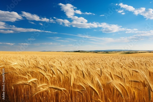 Beautiful agricultural field with ripening wheat. Summer food grain cereal steam. Generate Ai