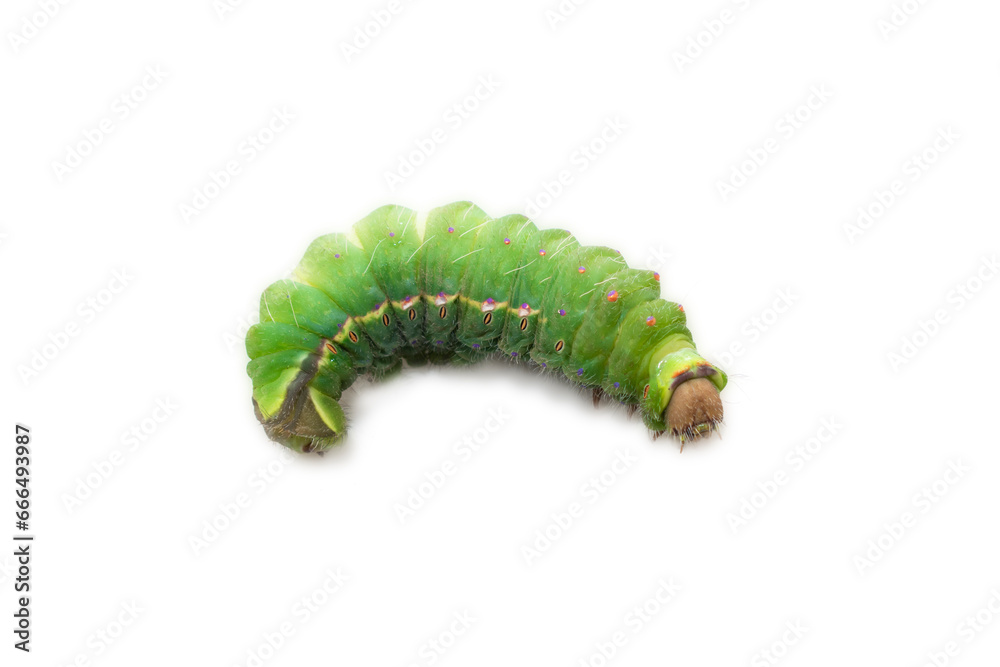 Fototapeta premium Antheraea mylitta, Tussar silkworm, Vanya silkworm isolated on white background