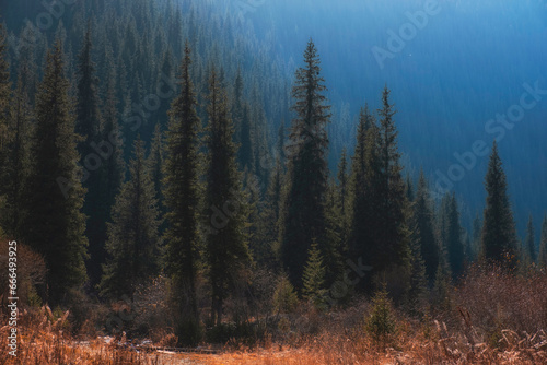 dense spruce forest in autumn mountains illuminated by the sun, Turgen Gorge Kazakhstan