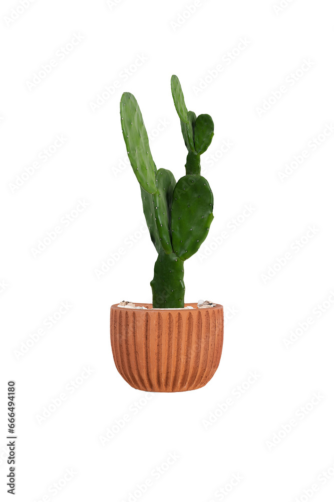 cactus in a pot cactus in a pot