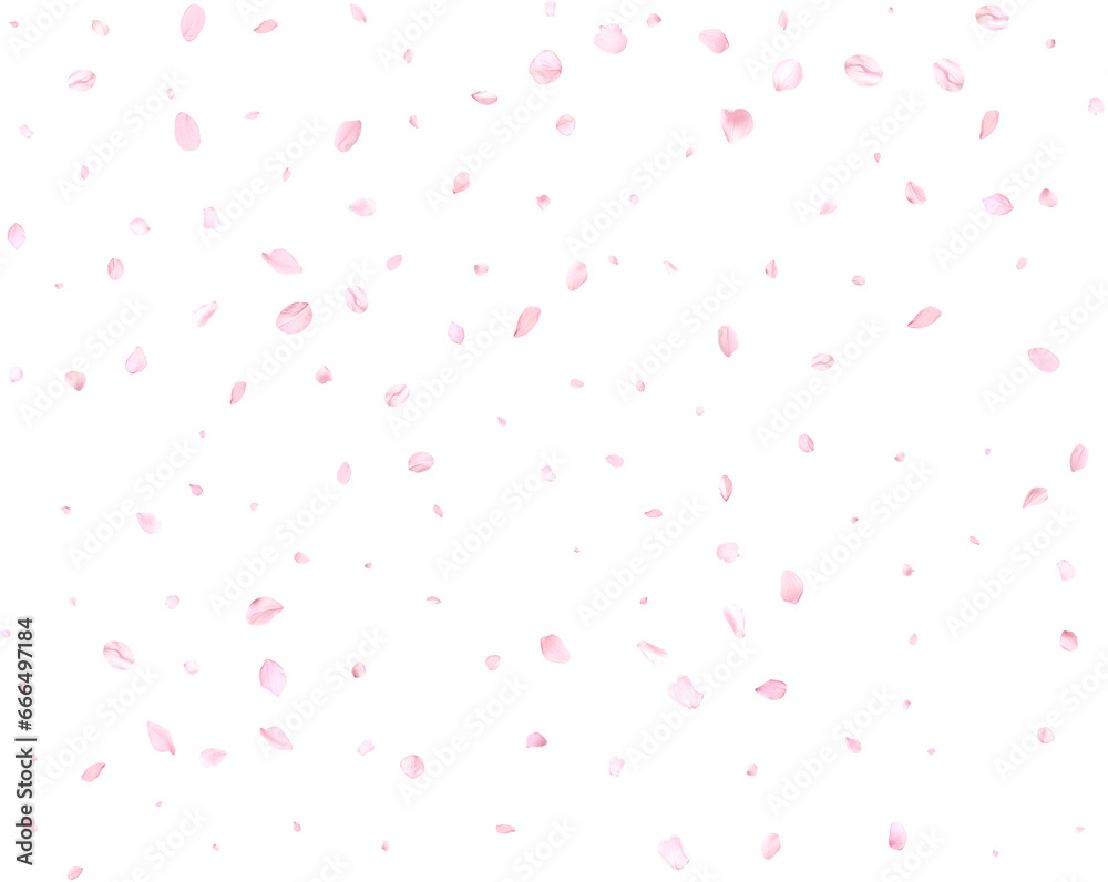 Falling realistic cherry petals.