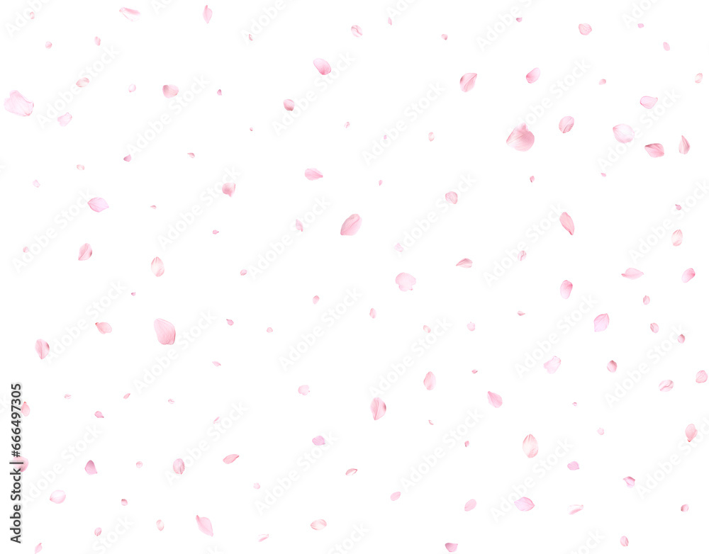 Falling realistic cherry petals.