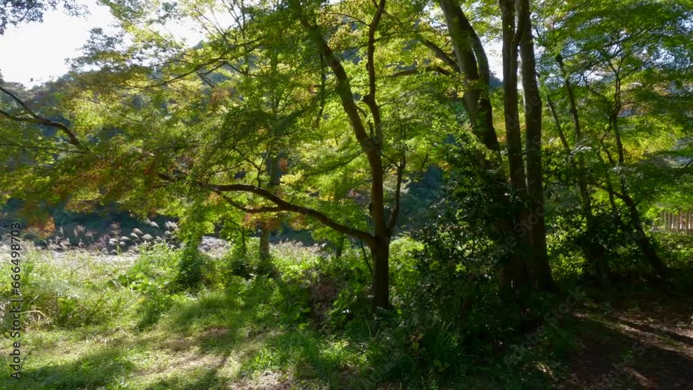 A view of the trees along the river where the autumn leaves have begun to change color. A view of the trees along the river where the autumn leaves have begun to change color.