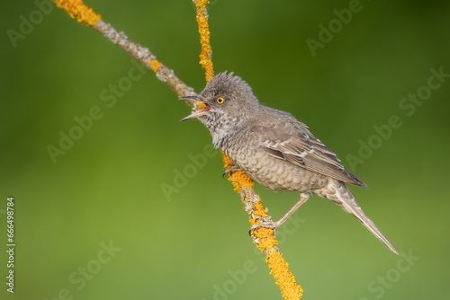 barred warbler - migratory passerine singing bird Sylvia nisoria sitting on branch, male - Poland, Europe photo