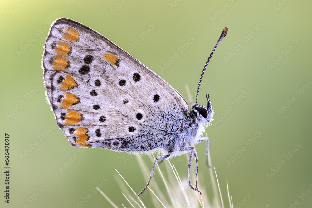 lateral view of an idas blue butterfly on a thin branch.brown and orange colors. lateral view of an idas blue butterfly on a thin branch.brown and orange colors.