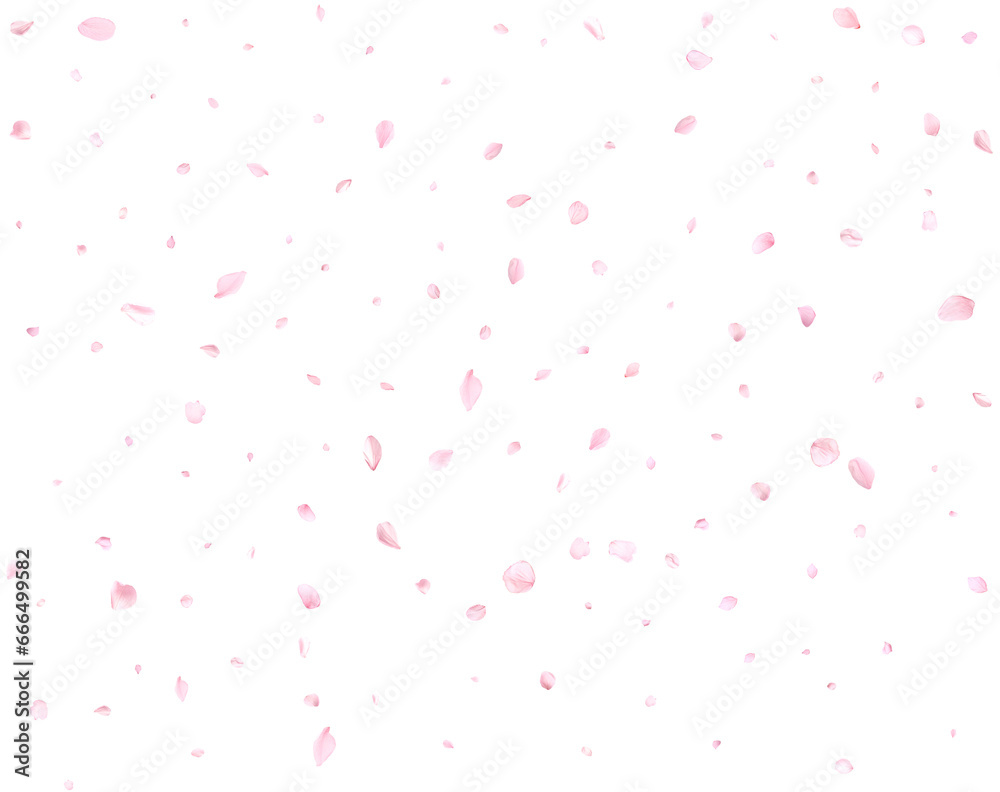 Beautiful delicate cherry petals. Beautiful delicate cherry petals.
