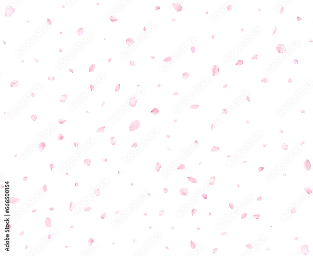 Beautiful delicate sakura petals. Beautiful delicate sakura petals.