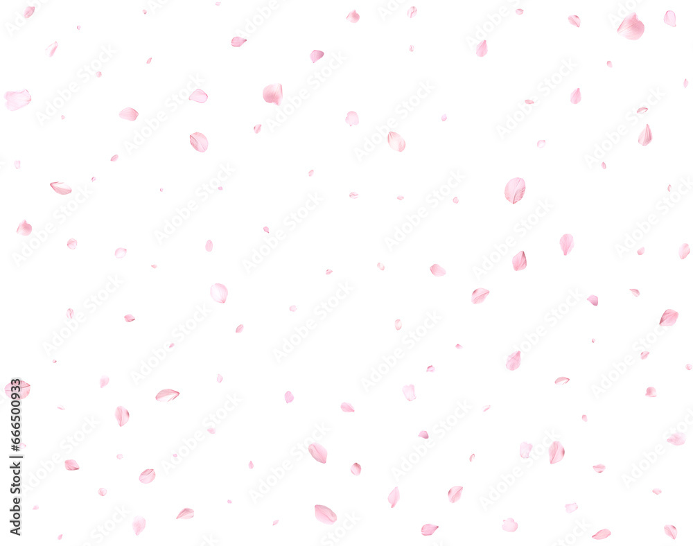 Realistic pink cherry petals.