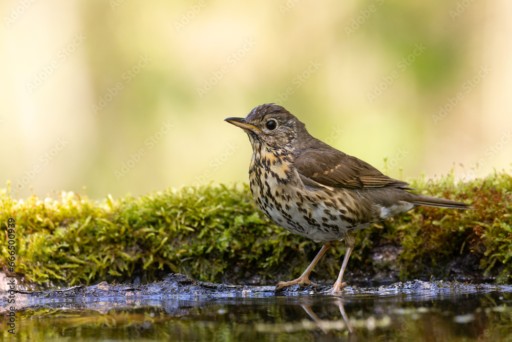 Bird - Song Trush Turdus philomelos on the forest puddle amazing warm light sunset sundown Bird - Song Trush Turdus philomelos on the forest puddle amazing warm light sunset sundown