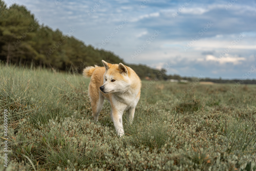 portrait d'un akita dans un paysage de garrigue au bord de mer portrait d'un akita dans un paysage de garrigue au bord de mer