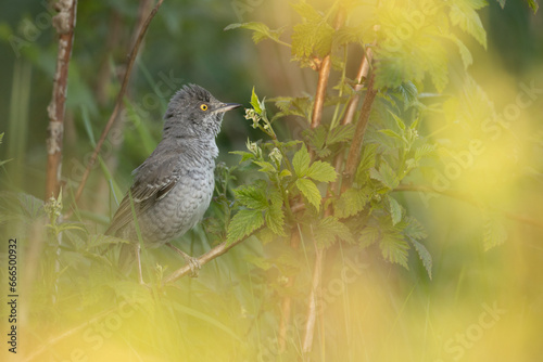 barred warbler - migratory passerine singing bird Sylvia nisoria sitting on branch, male - Poland, Europe photo