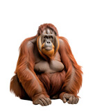 Orangutan ape isolated on transparent white background