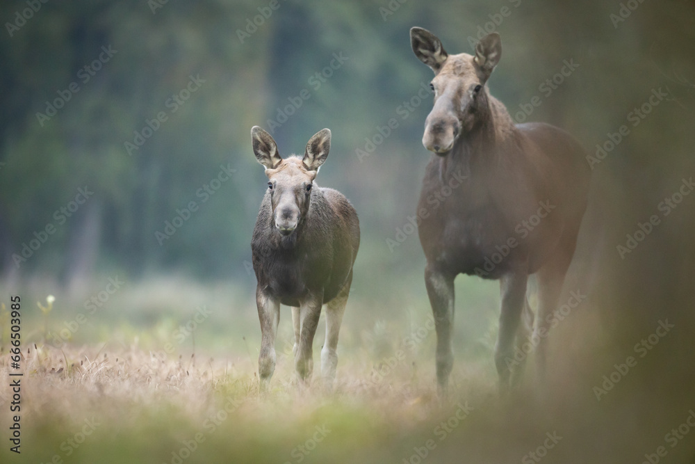 Mammals female Elk Moose ( Alces alces ) with cub North part of Poland, Europe Mammals female Elk Moose ( Alces alces ) with cub North part of Poland, Europe