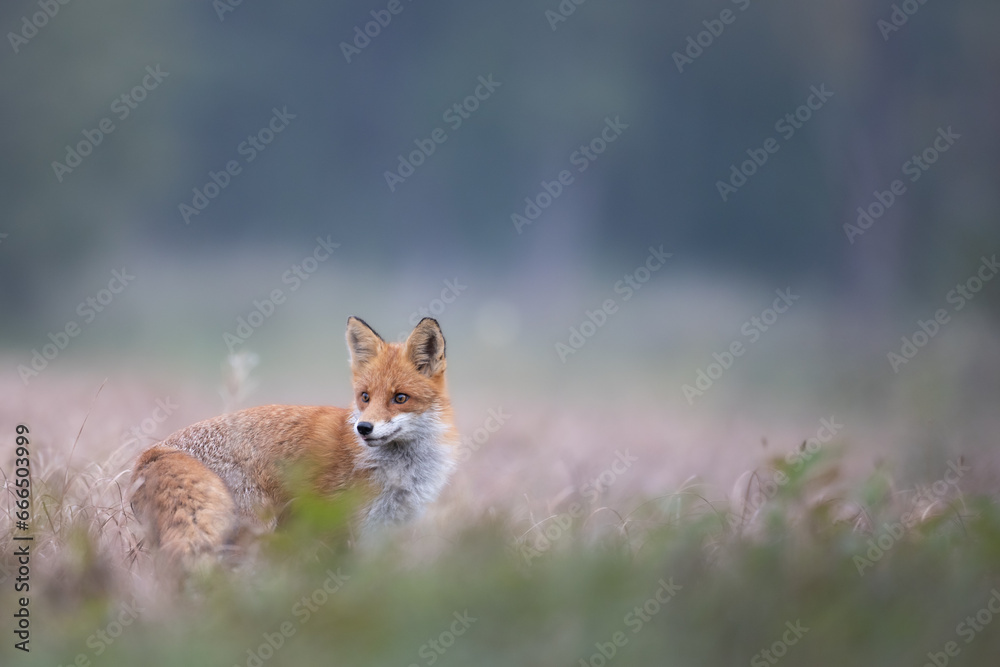 Red Fox Vulpes vulpes in natural habitat, Poland Europe, animal walking among meadow in amazing warm light Red Fox Vulpes vulpes in natural habitat, Poland Europe, animal walking among meadow in amazing warm light