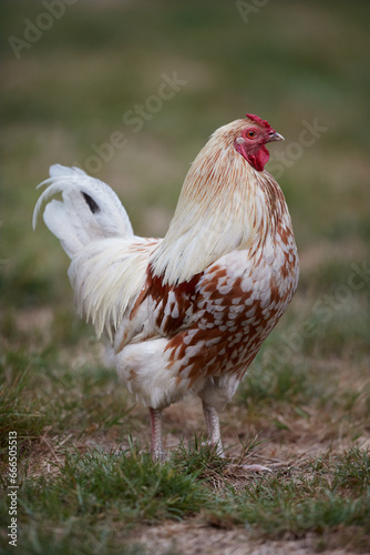 Brown white rooster free in garden isolated on blurred background