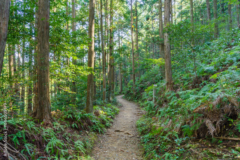 熊野古道　水呑王子－伏拝王子間（和歌山県田辺市本宮町）