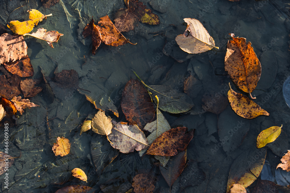 Autumn nature. Fallen leaves in a frozen puddle. Photo texture.