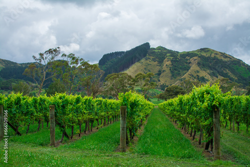 Rows of lush green grapevines in the foothills under stormy sky. White grapes ripening in a vineyard. Gisborne region  New Zealand