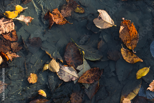 Autumn nature. Fallen leaves in a frozen puddle. Photo texture.