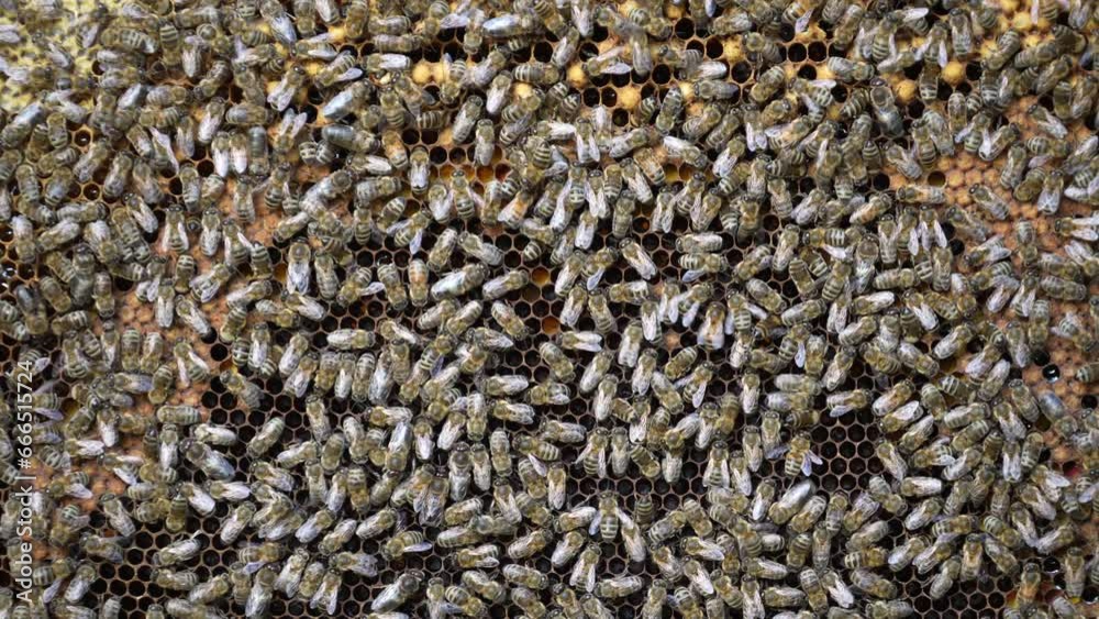 Colony of bees on honeycomb in apiary. Beekeeping in countryside. Many working bees on honeycomb, close up. Detailed shot within a hive in a honeycomb, wax cells with honey and pollen. Honey in combs Colony of bees on honeycomb in apiary. Beekeeping in countryside. Many working bees on honeycomb, close up. Detailed shot within a hive in a honeycomb, wax cells with honey and pollen. Honey in combs
