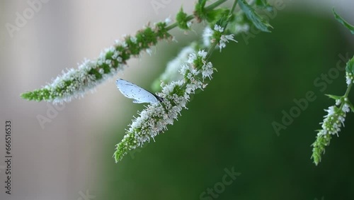 The Holly blue white butterfly (Celastrina argiolus) on a mint green plant. photo
