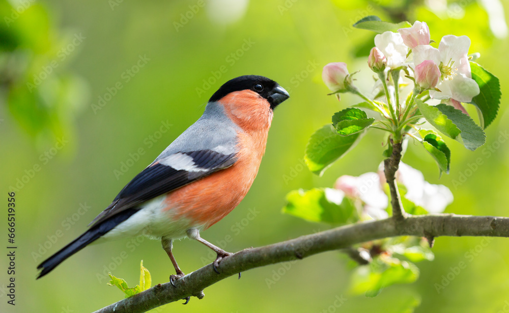 Little bird sitting on branch of blossom apple tree. The common bullfinch Little bird sitting on branch of blossom apple tree. The common bullfinch